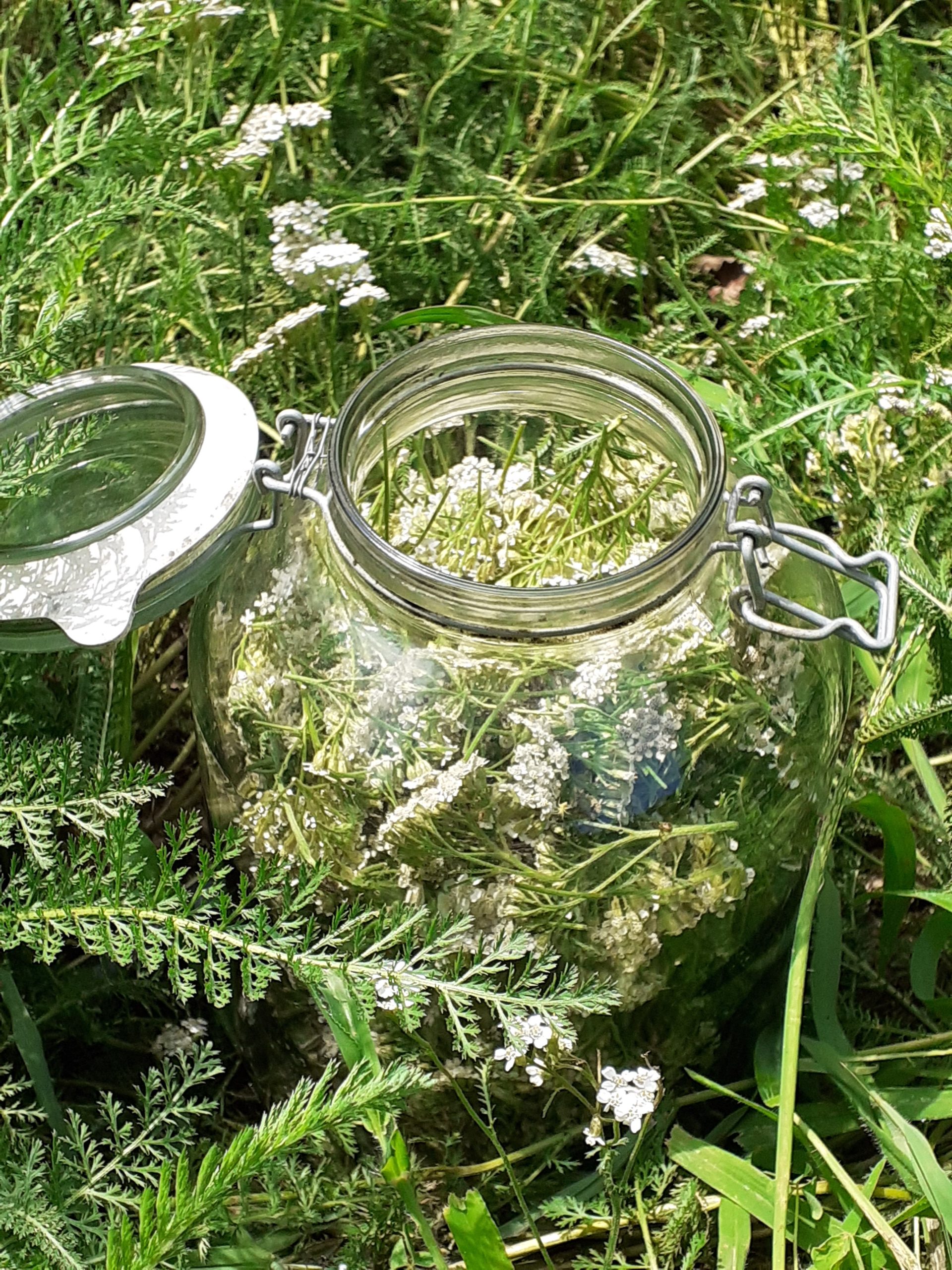 Huiles solarisées aux plantes