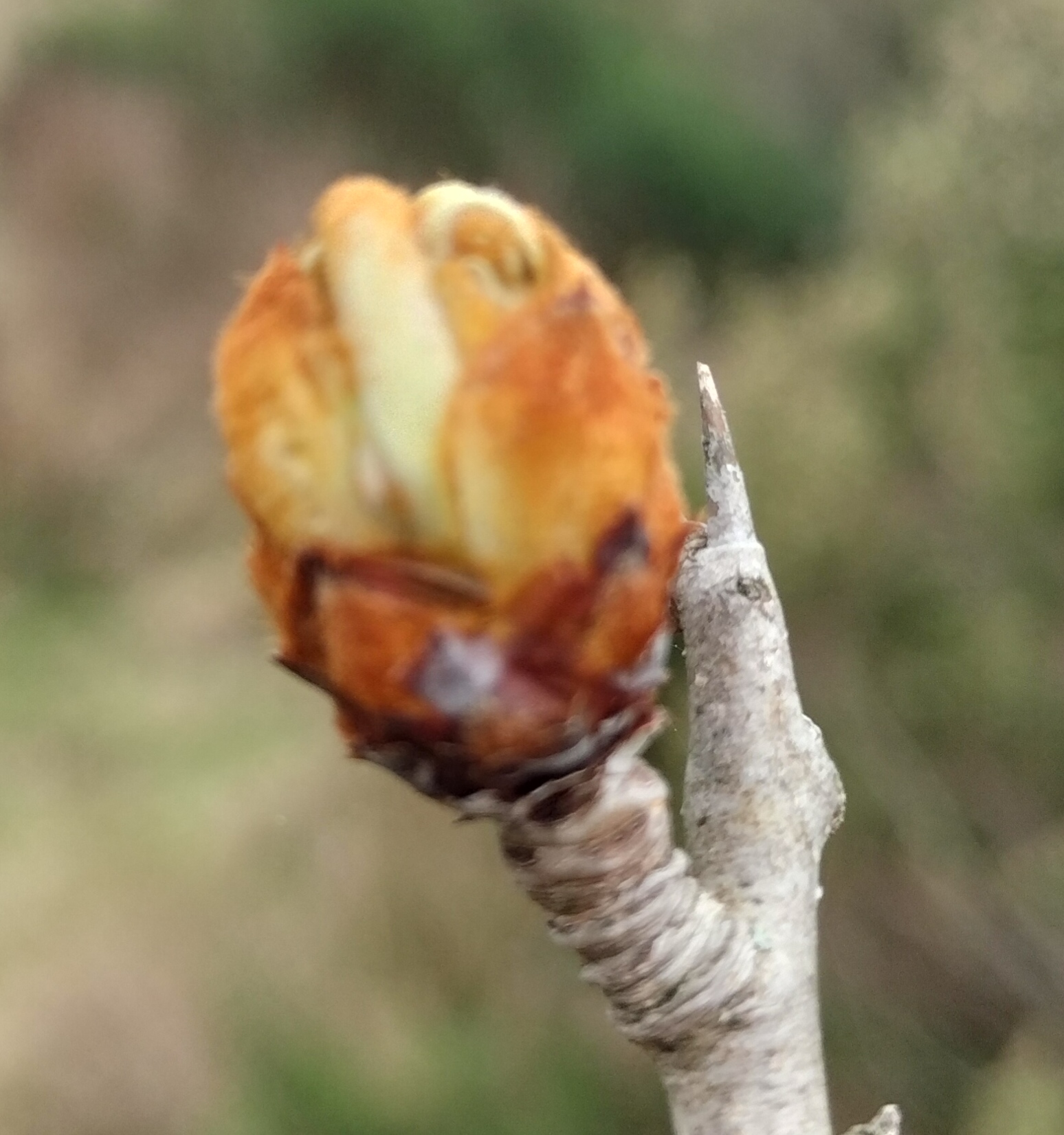 Bourgeons frais utilisés en gemmothérapie