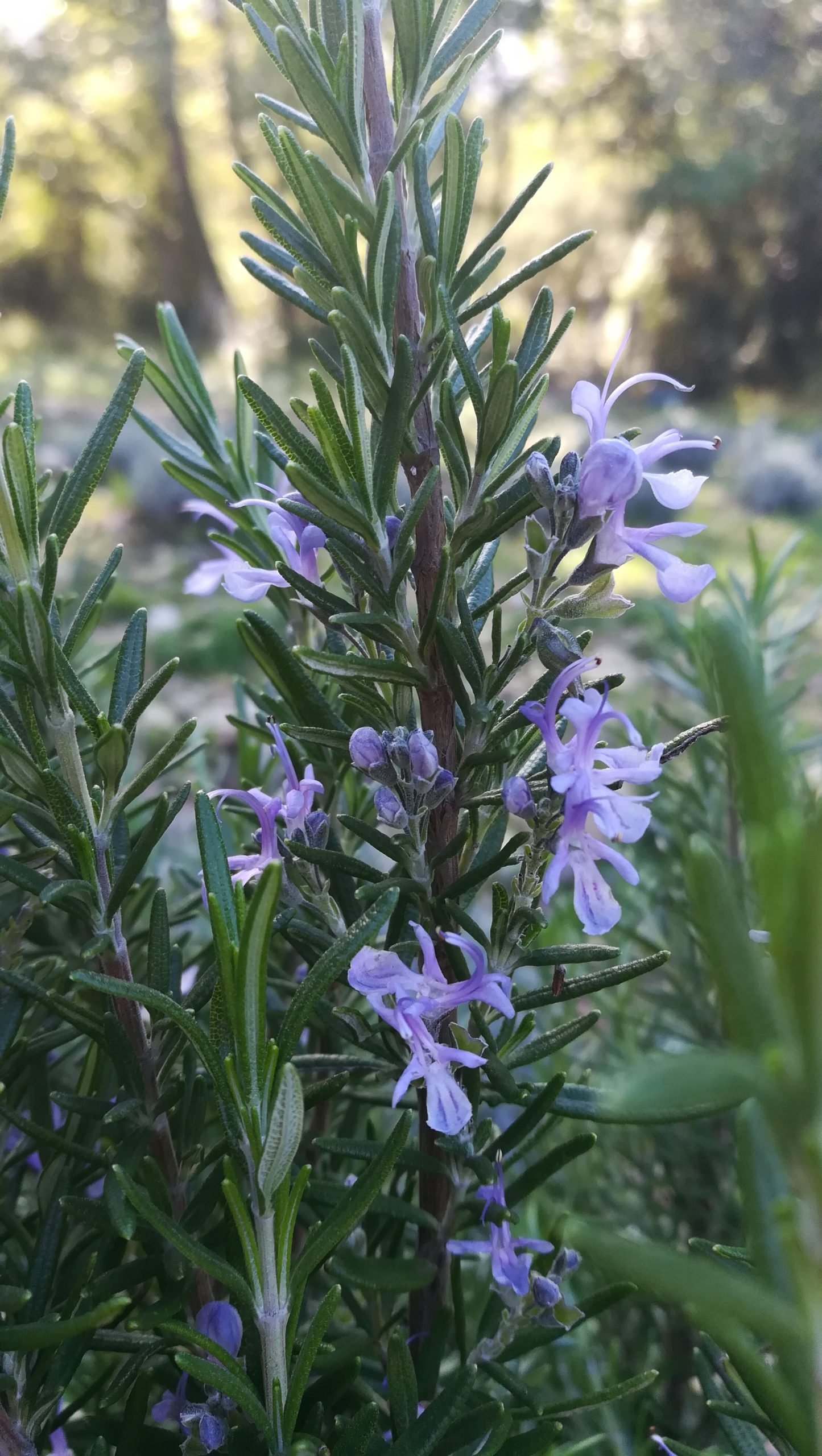Plantes aromatiques et fruits utilisés dans les sirops culinaires